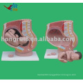 Advanced Pregnancy Pelvis Anatomy(4 parts),Female anatomy Model